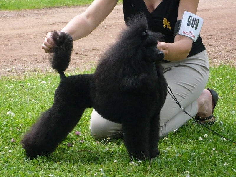 Atomic stone Of darling dog
