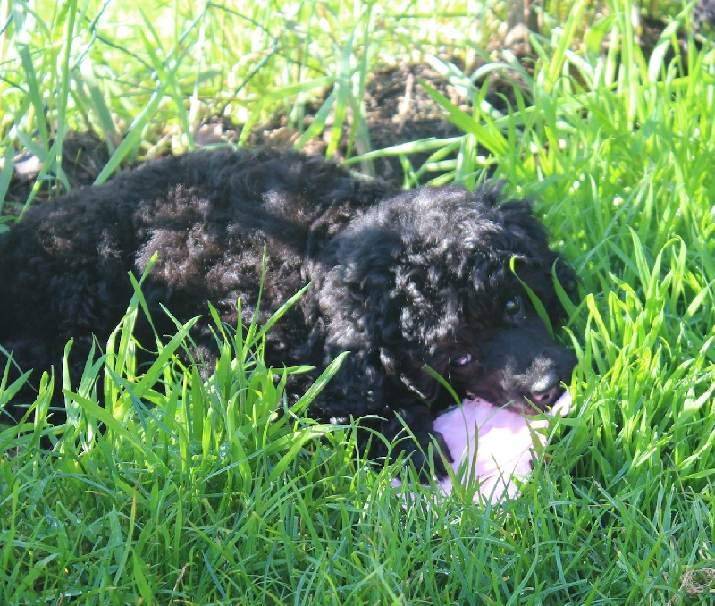 Wild frank bohemia timothy