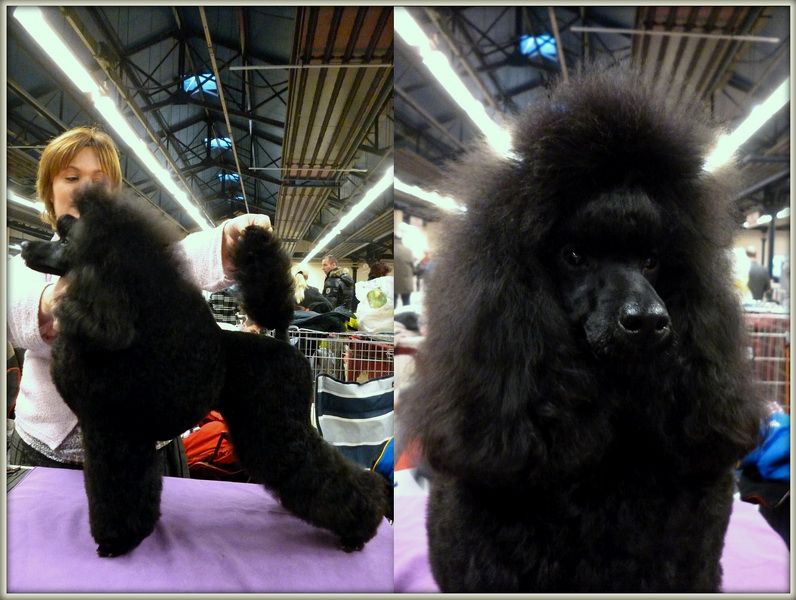 CH. Blackmore Harry potter