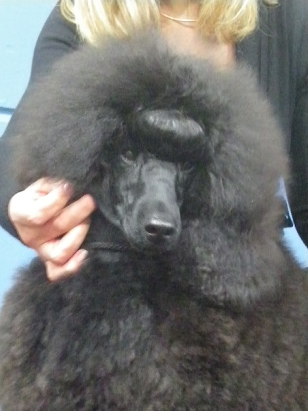 Nos chiens