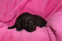 Caniche Moyen Marron