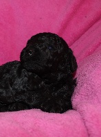 Caniche Moyen Noir