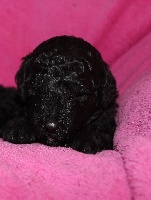 Caniche Moyen Noir
